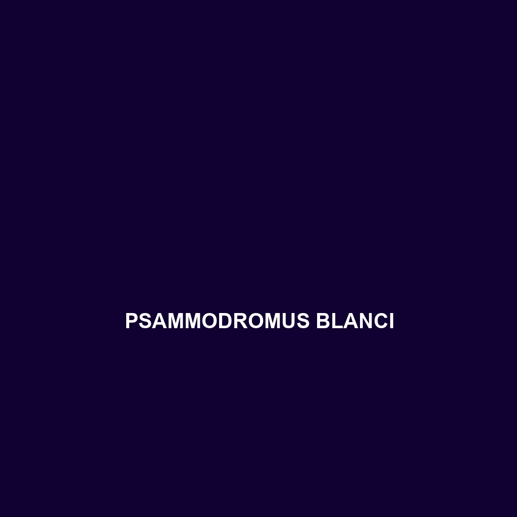 Psammodromus blanci