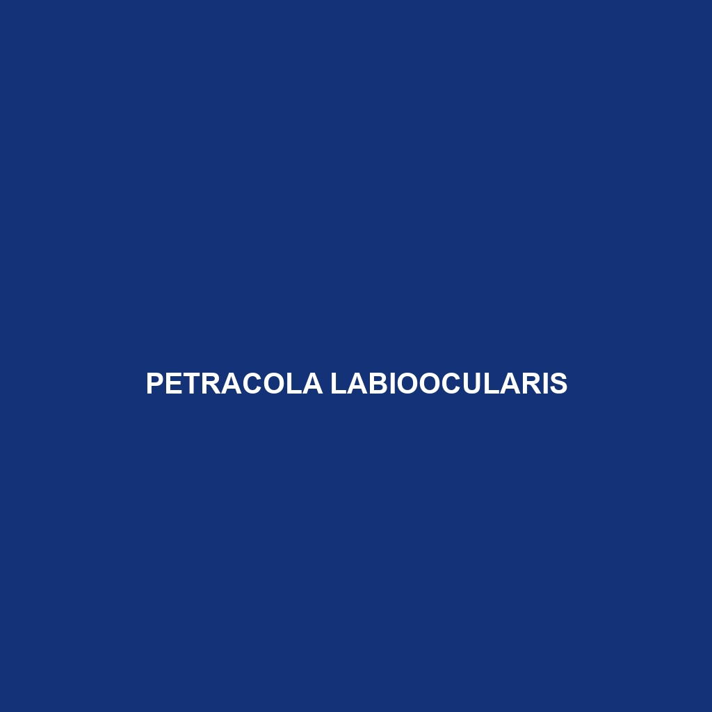 Petracola labioocularis