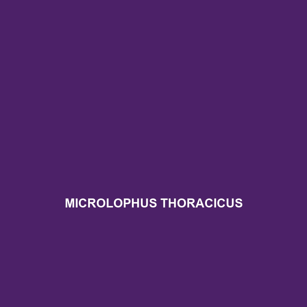 Microlophus thoracicus