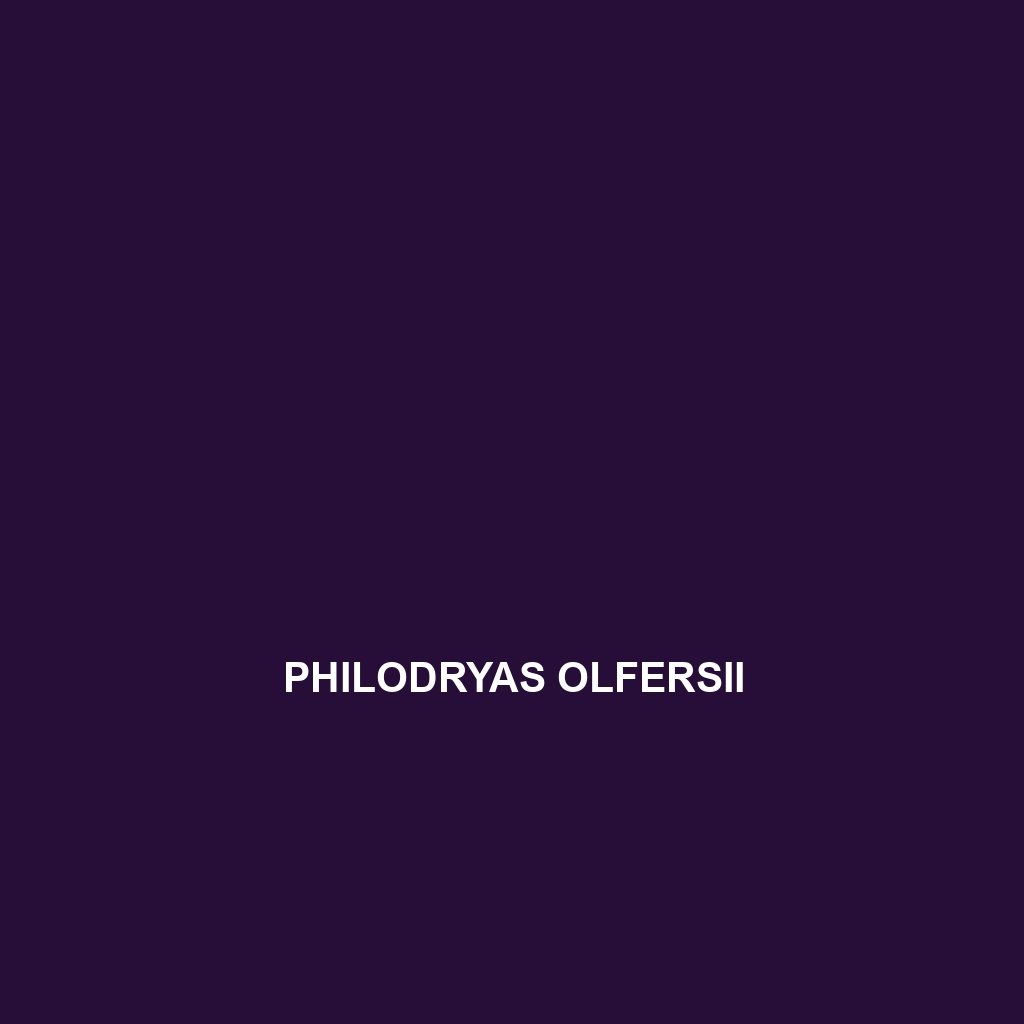 Philodryas olfersii