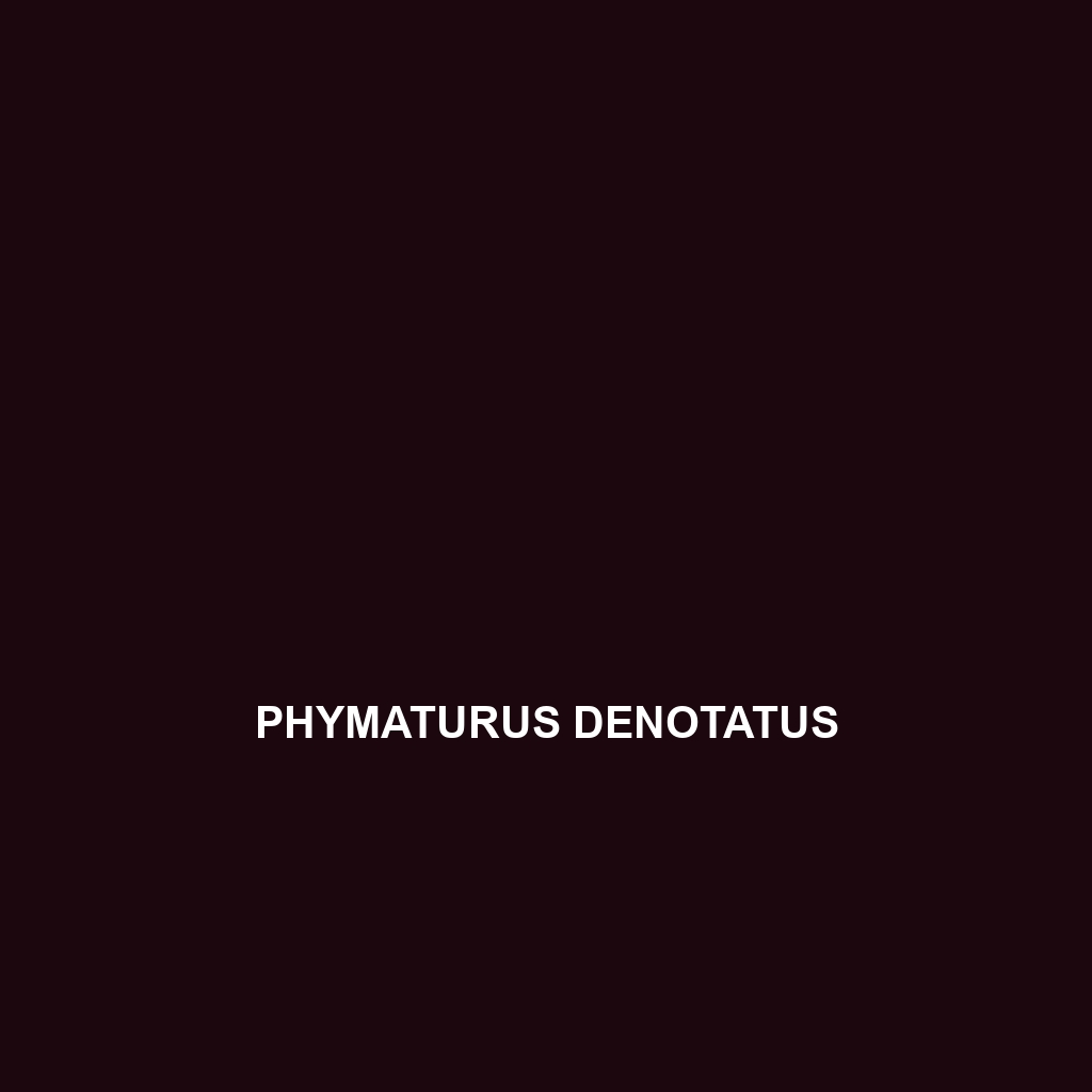 Phymaturus denotatus