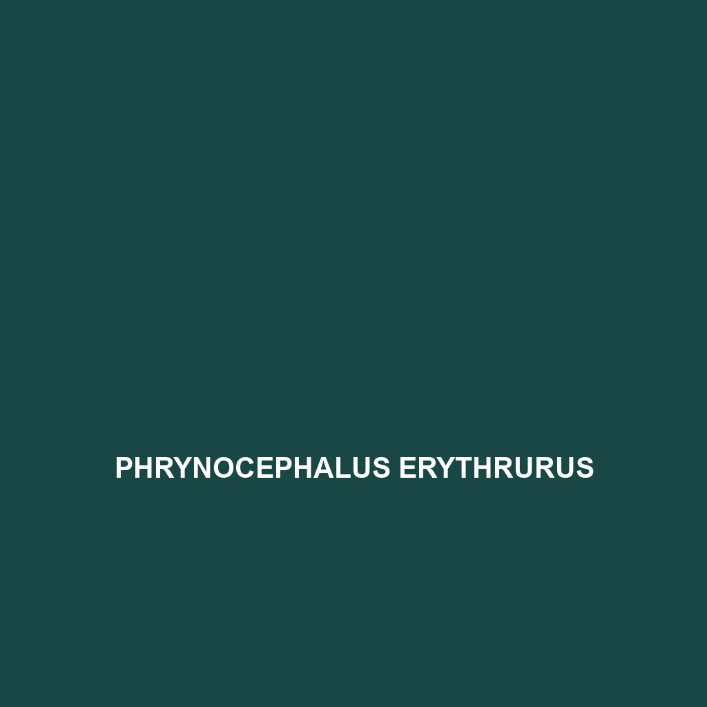 Phrynocephalus erythrurus