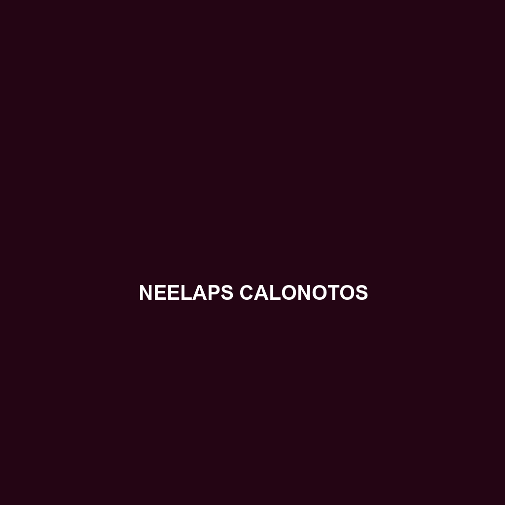 Neelaps calonotos