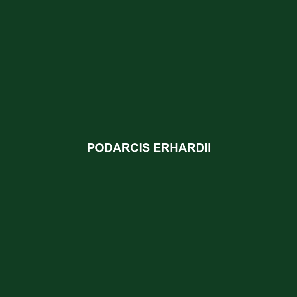 Podarcis erhardii