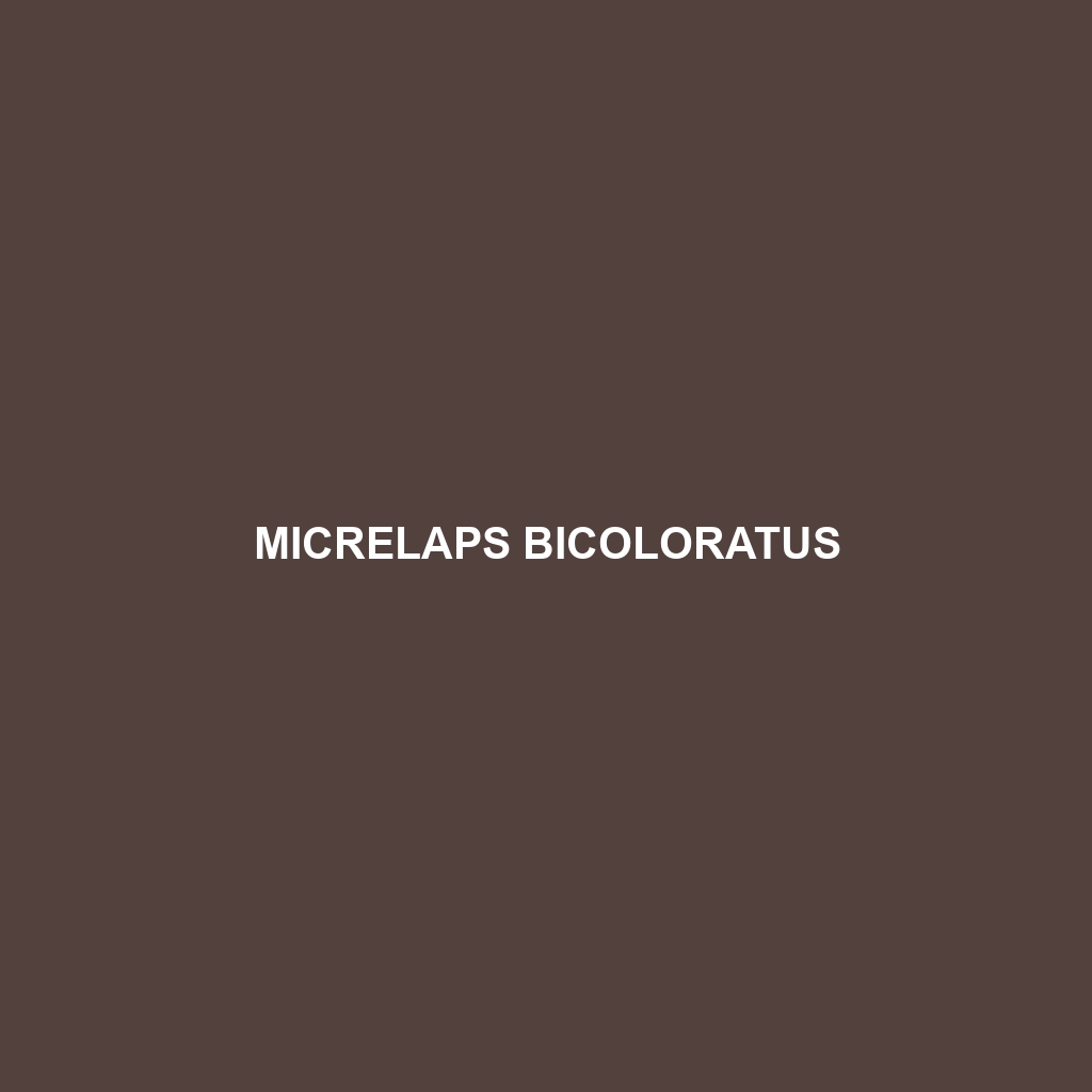 Micrelaps bicoloratus