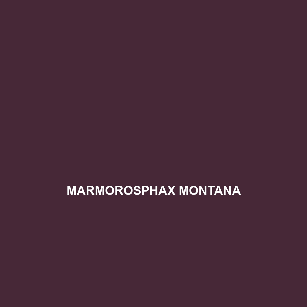 Marmorosphax montana