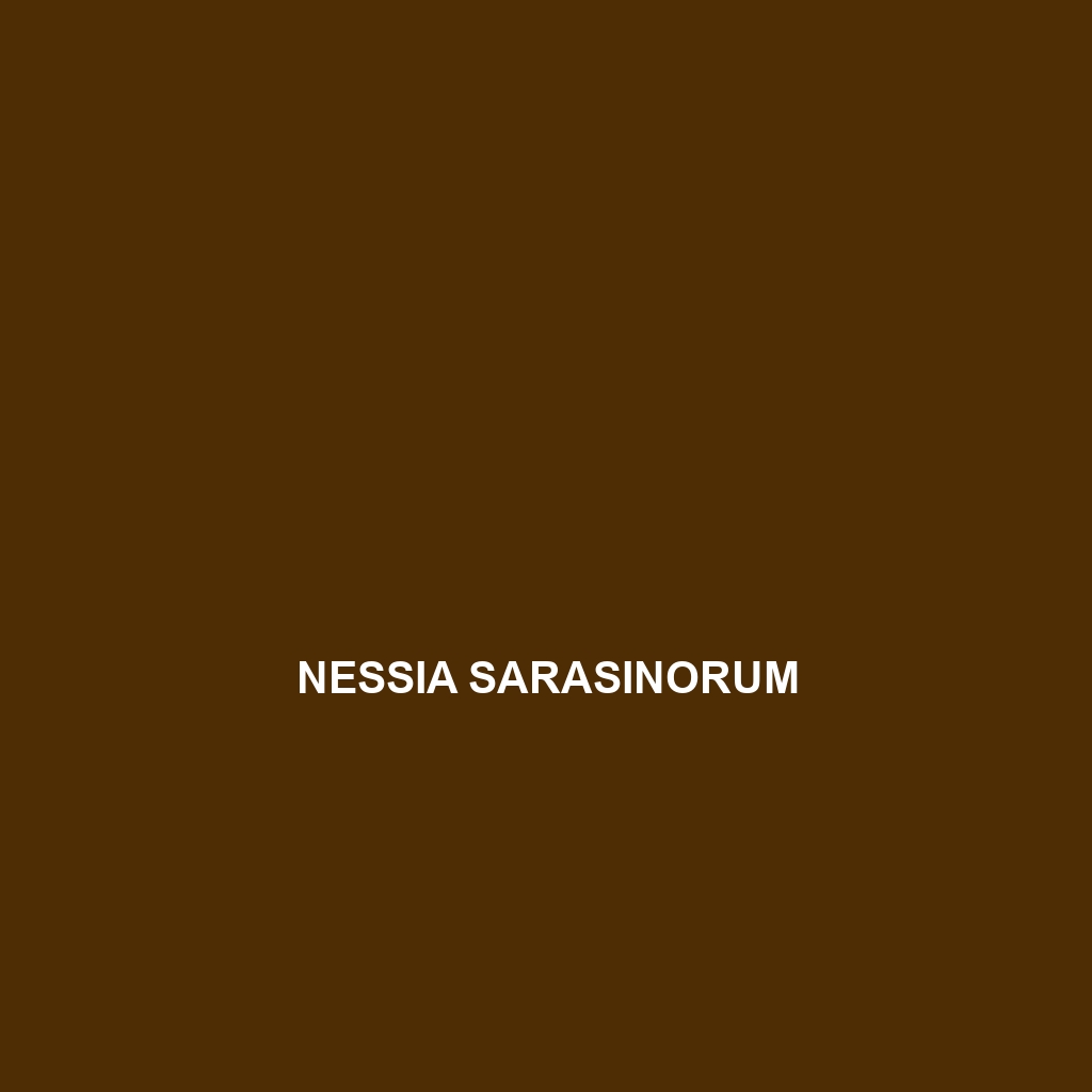 Nessia sarasinorum