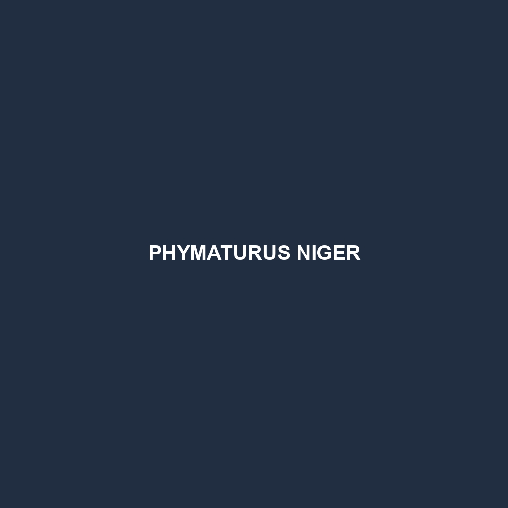 Phymaturus niger