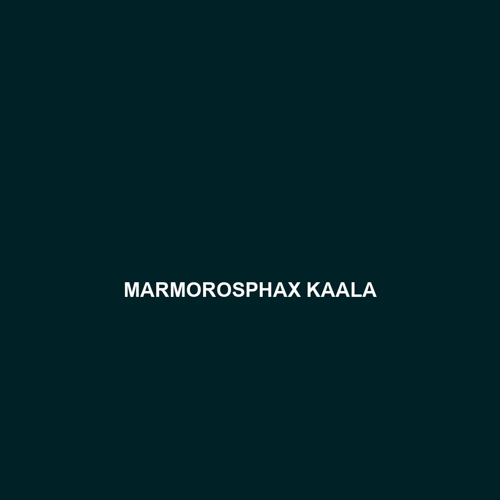 Marmorosphax kaala