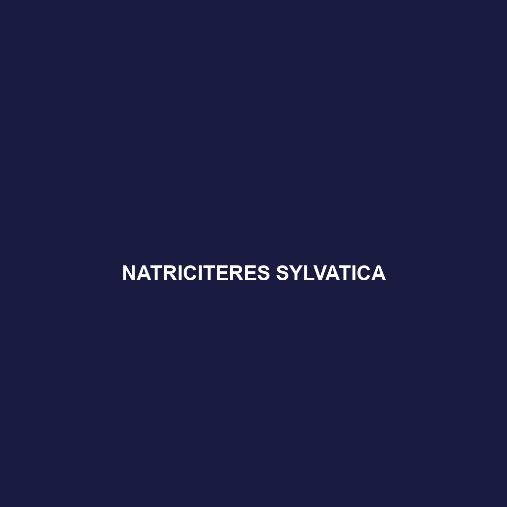 Natriciteres sylvatica