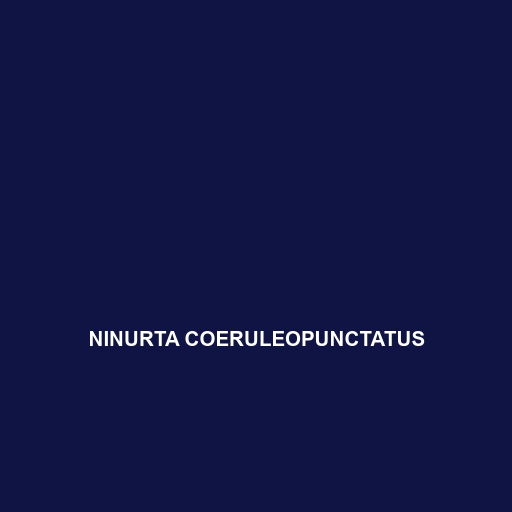 Ninurta coeruleopunctatus