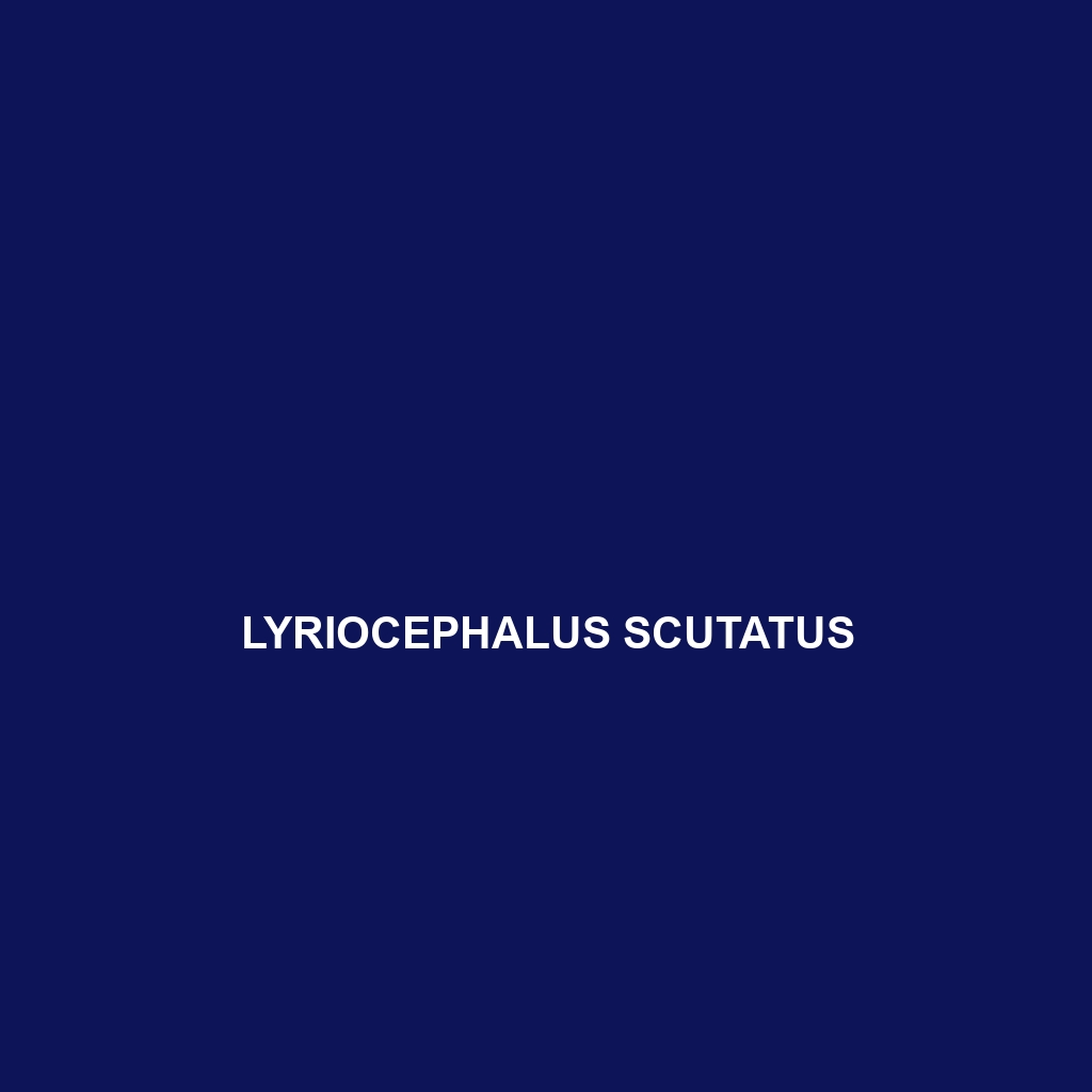 Lyriocephalus scutatus