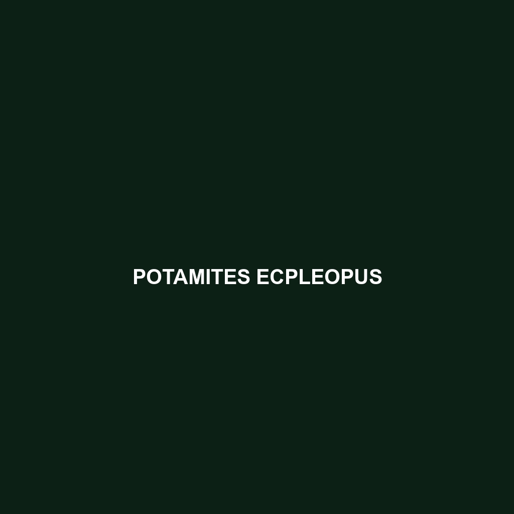 Potamites ecpleopus