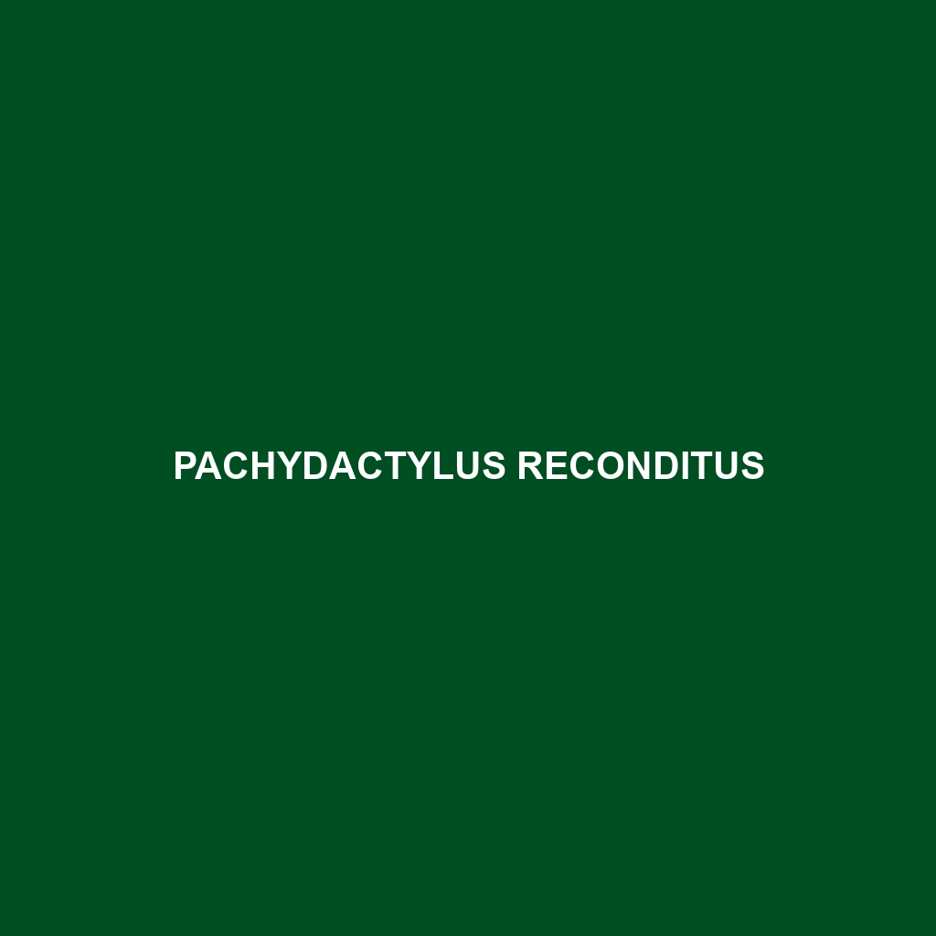 Pachydactylus reconditus