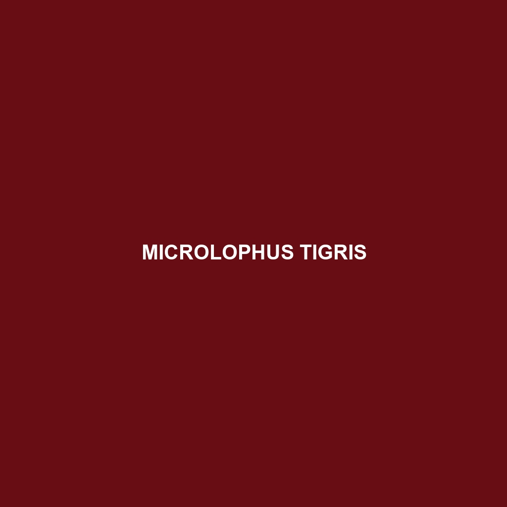 Microlophus tigris