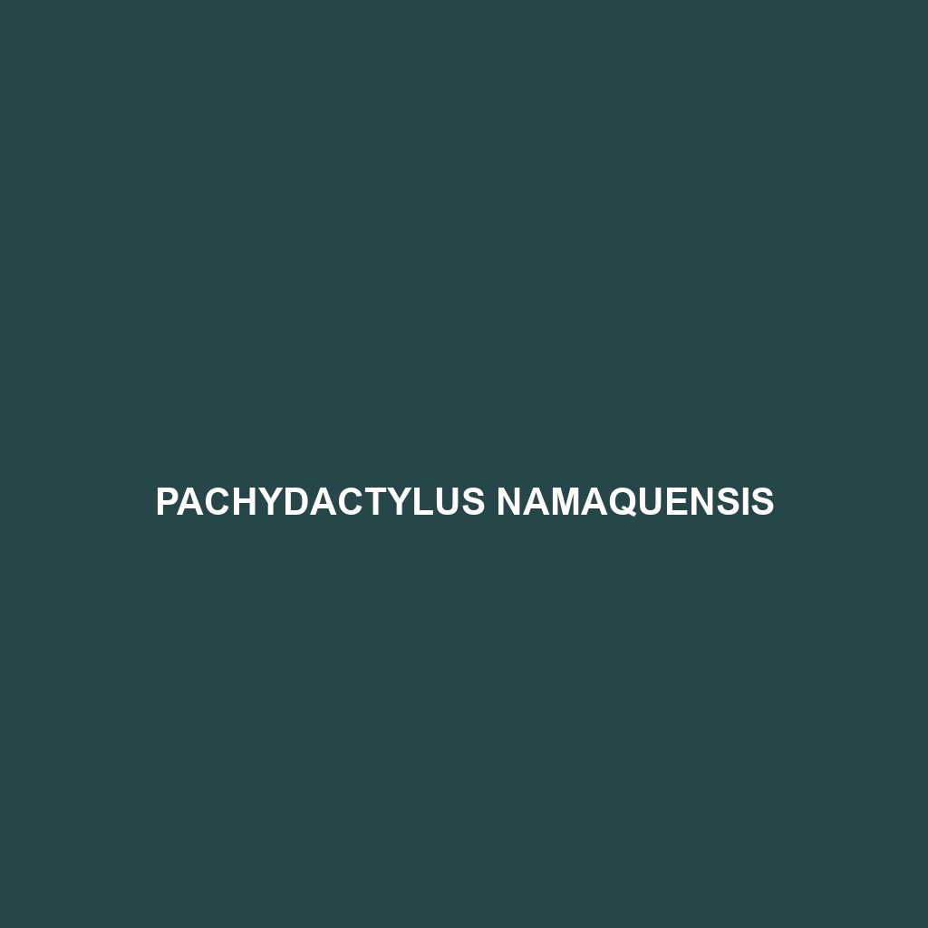 Pachydactylus namaquensis