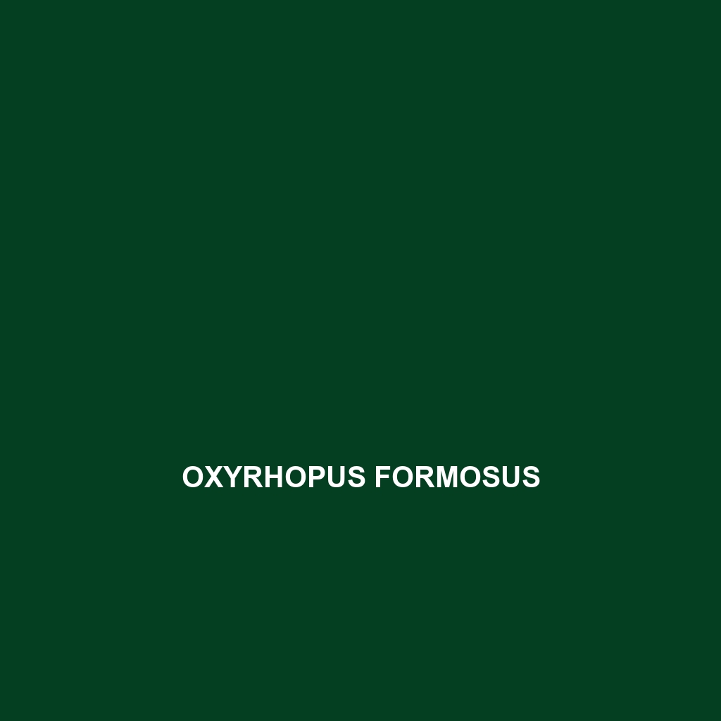 Oxyrhopus formosus