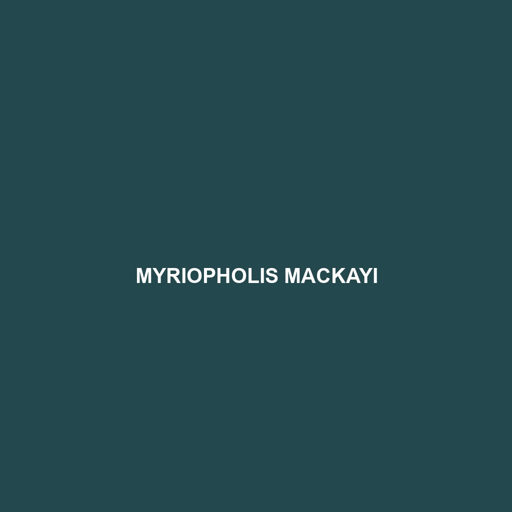 Myriopholis mackayi