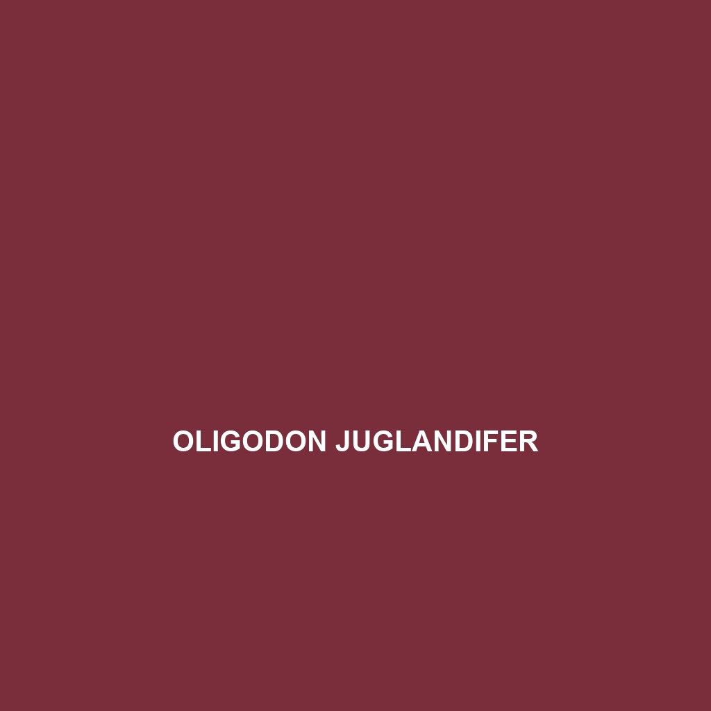 Oligodon juglandifer