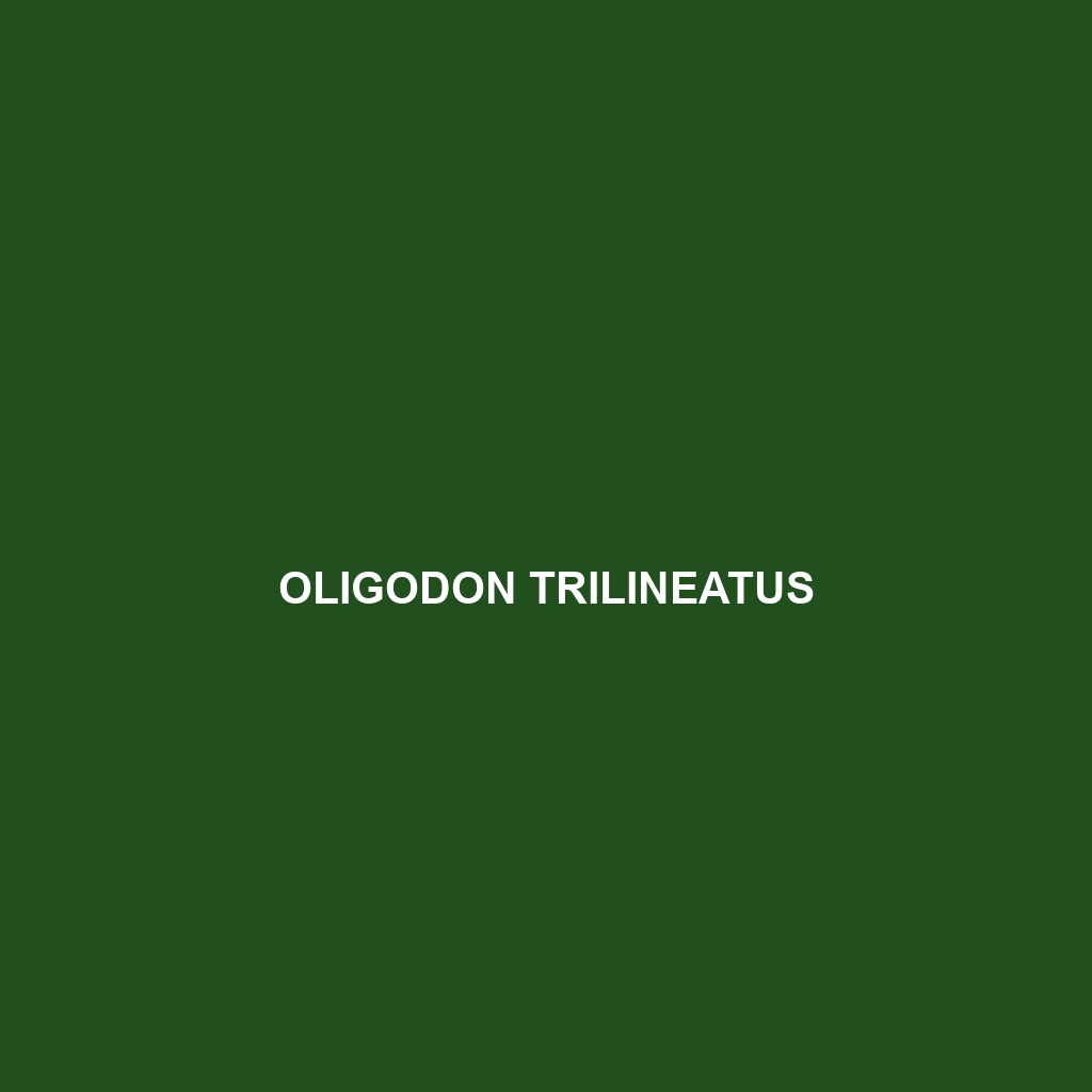 Oligodon trilineatus