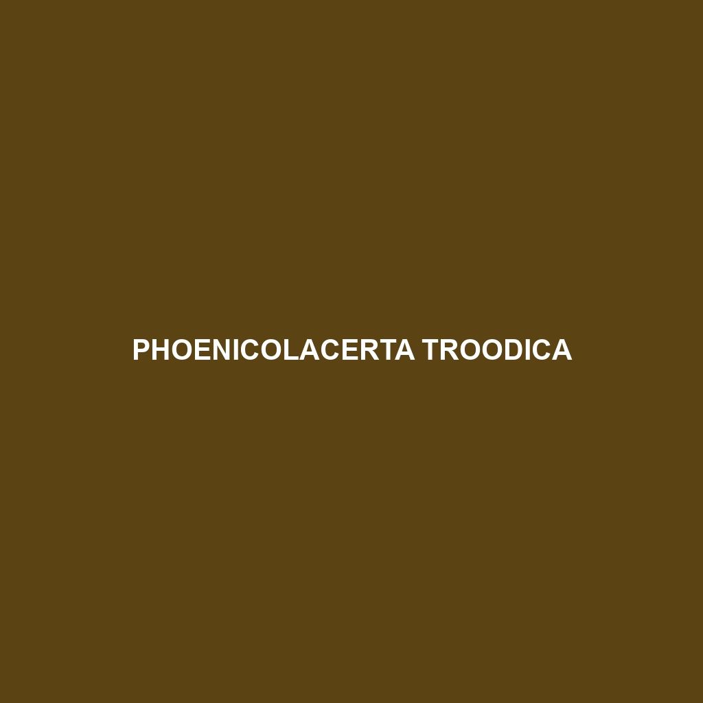 Phoenicolacerta troodica