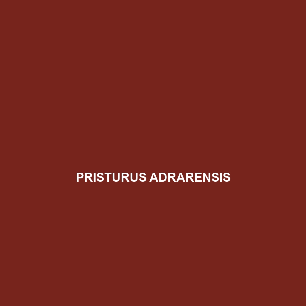 Pristurus adrarensis