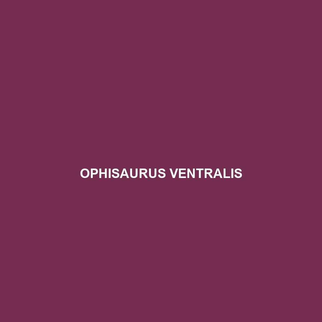 Ophisaurus ventralis