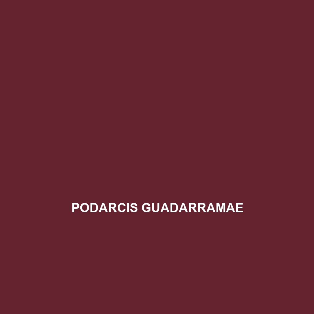 Podarcis guadarramae