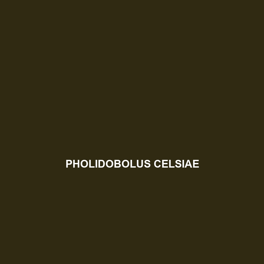 Pholidobolus celsiae