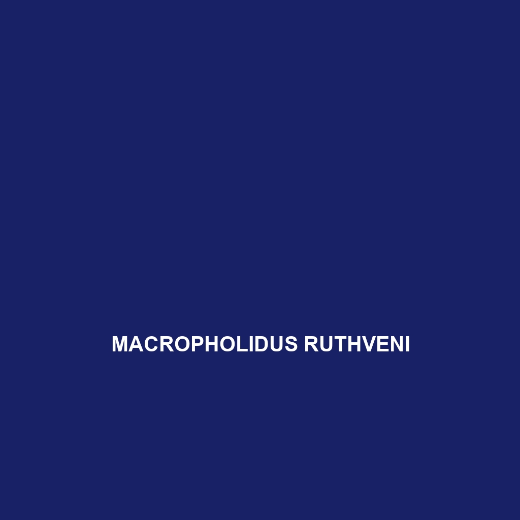 Macropholidus ruthveni