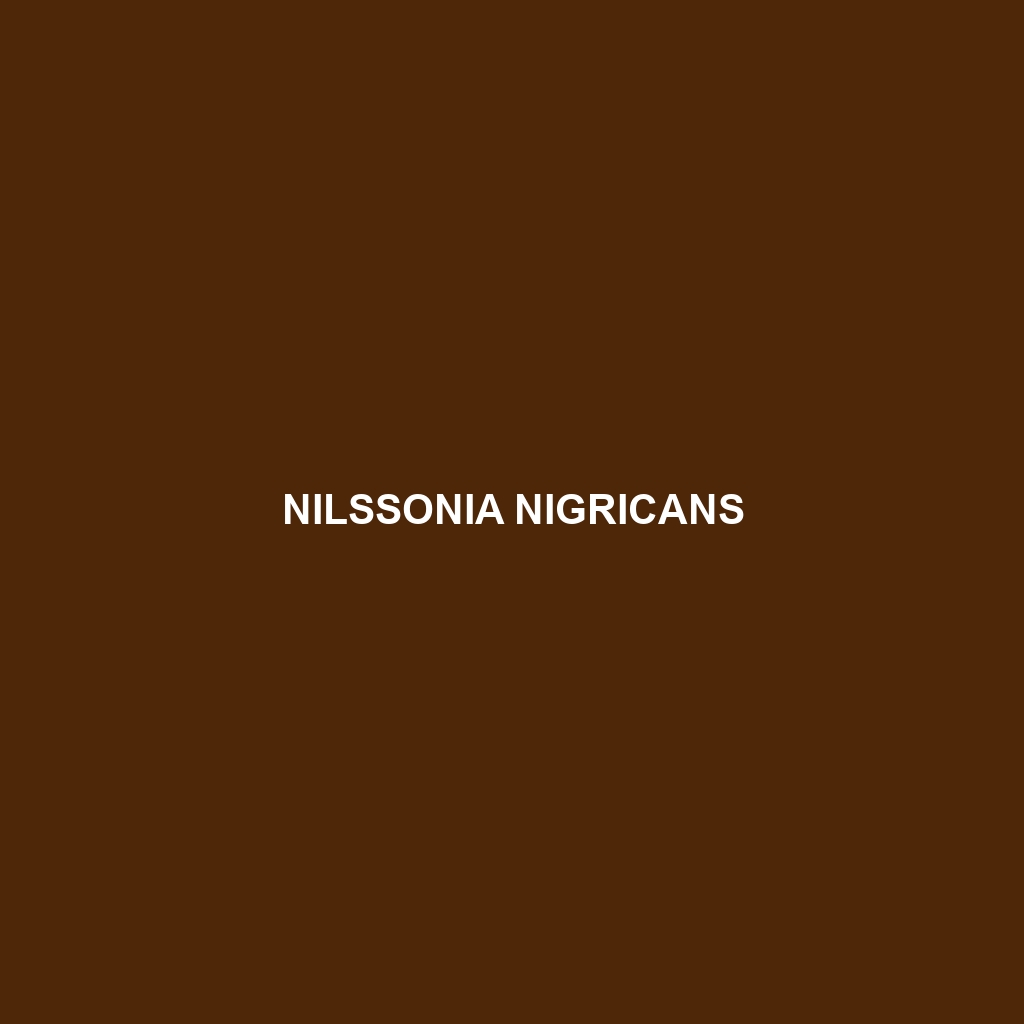 Nilssonia nigricans