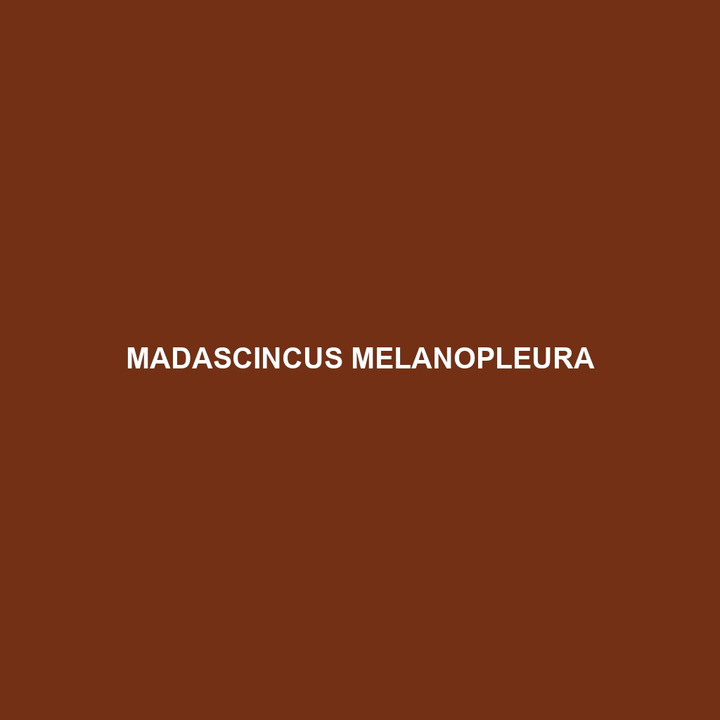 Madascincus melanopleura