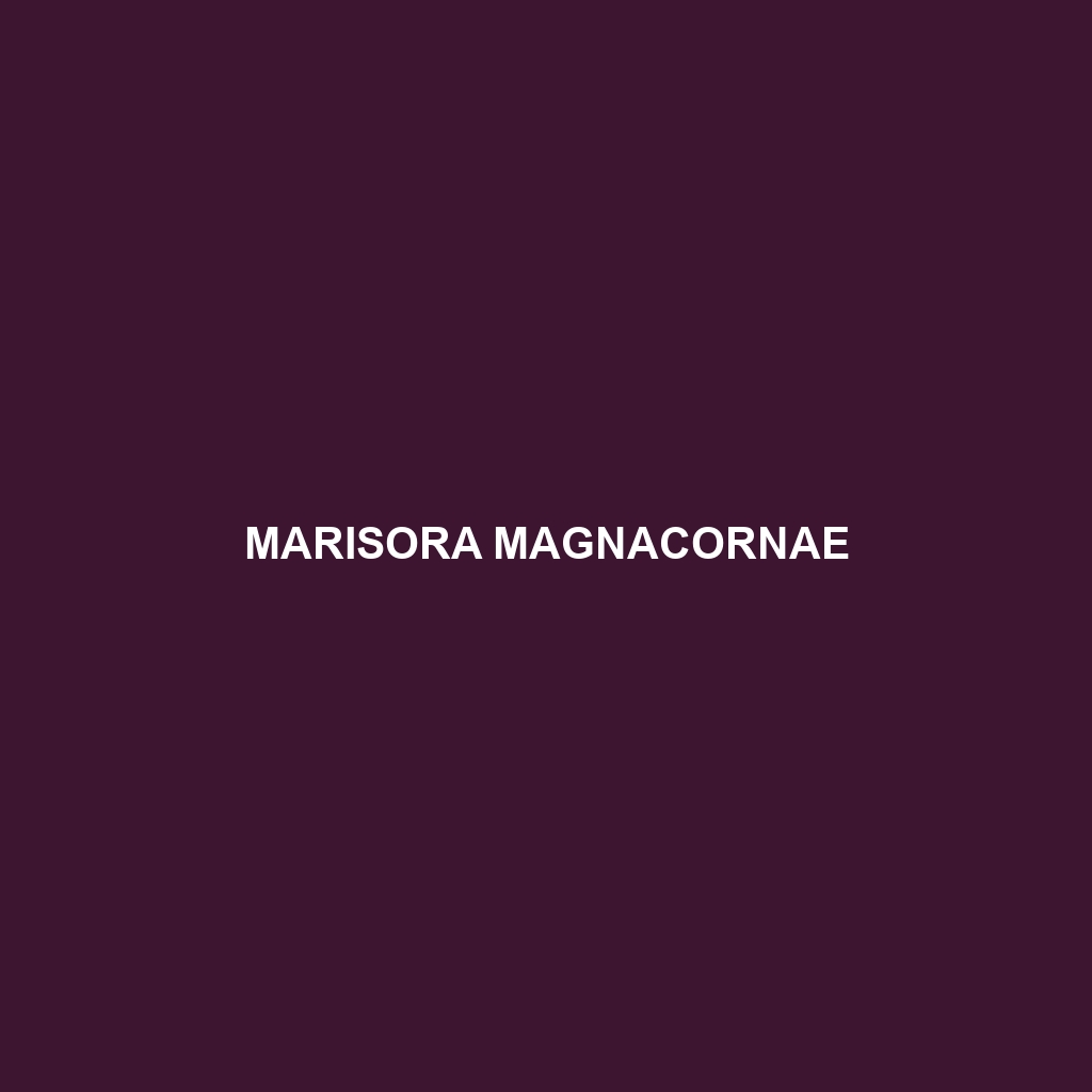 Marisora magnacornae