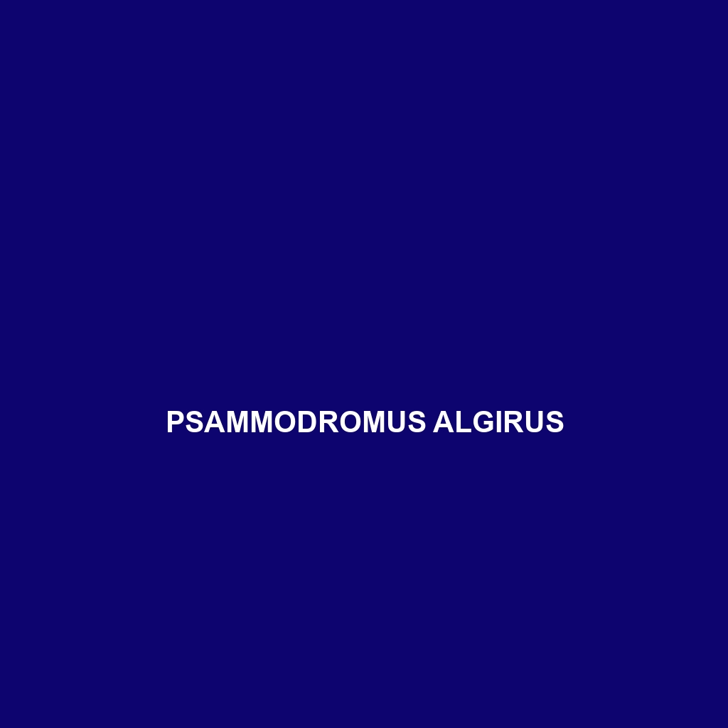 Psammodromus algirus