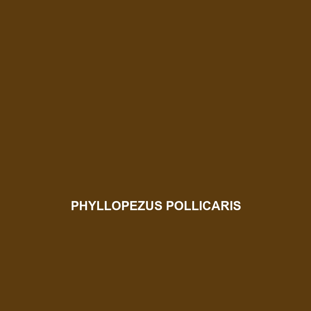 Phyllopezus pollicaris