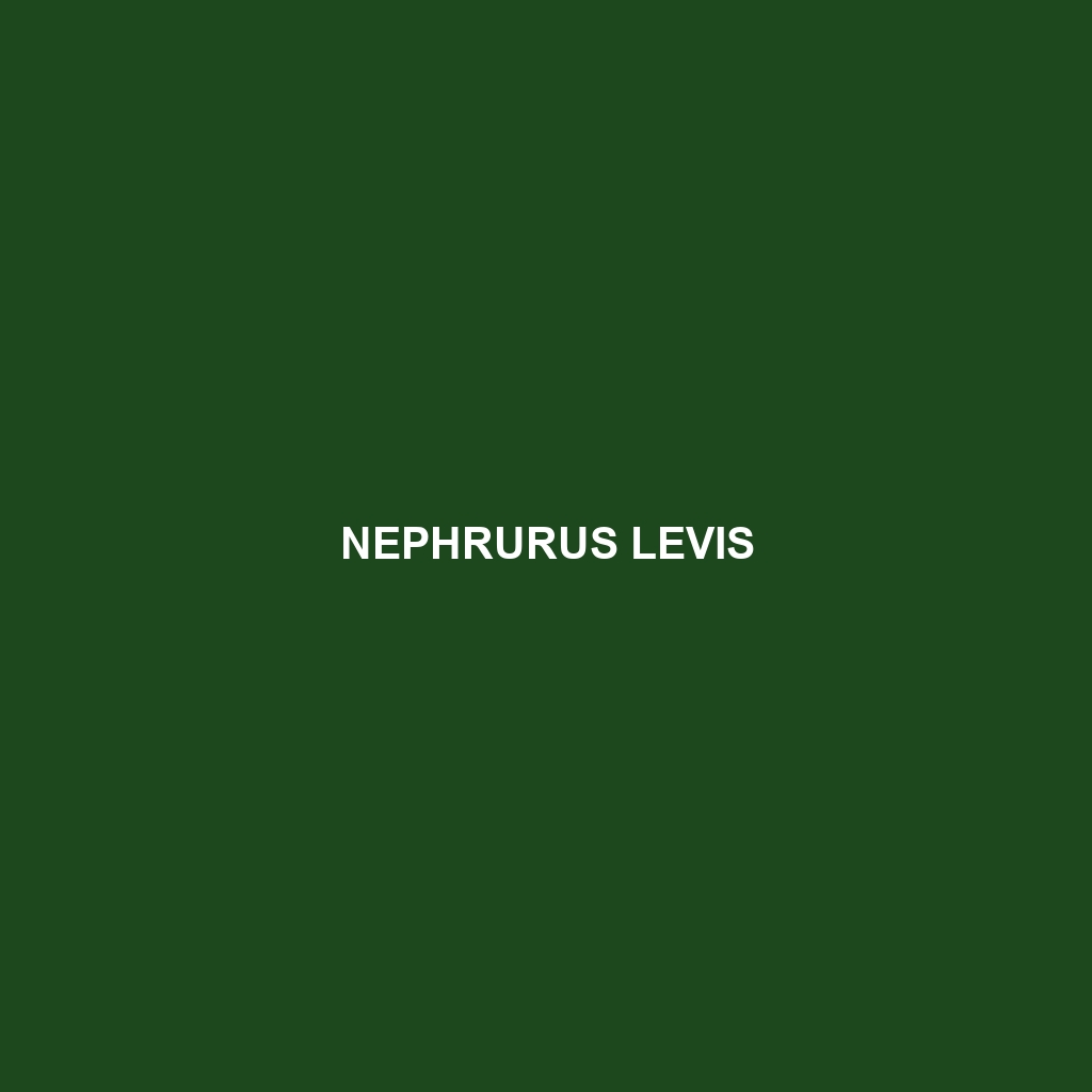 Nephrurus levis