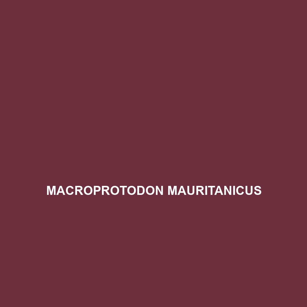 Macroprotodon mauritanicus