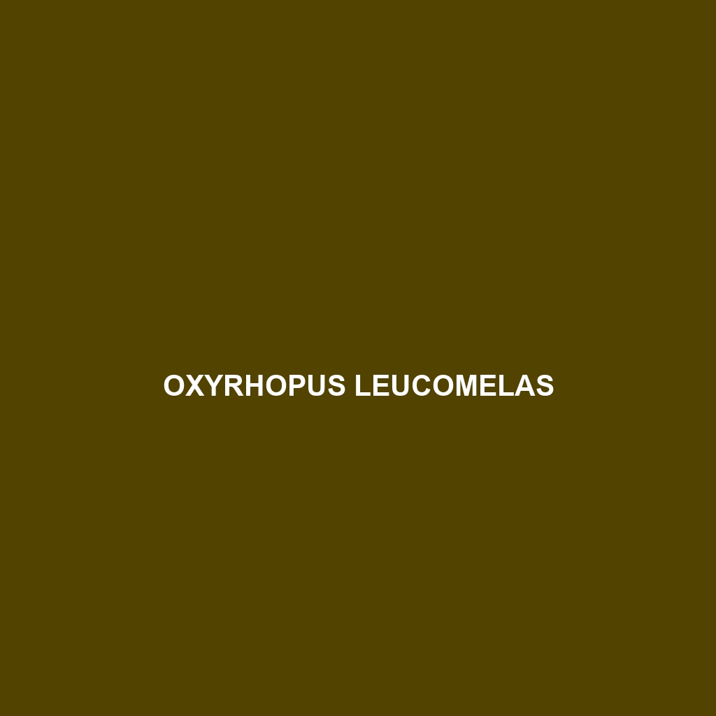 Oxyrhopus leucomelas