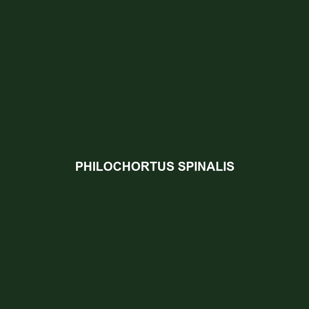 Philochortus spinalis