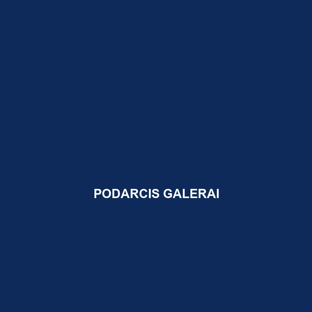 Podarcis galerai