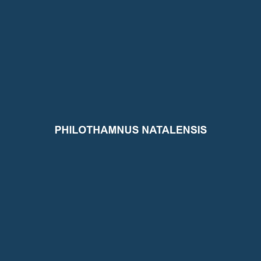 Philothamnus natalensis