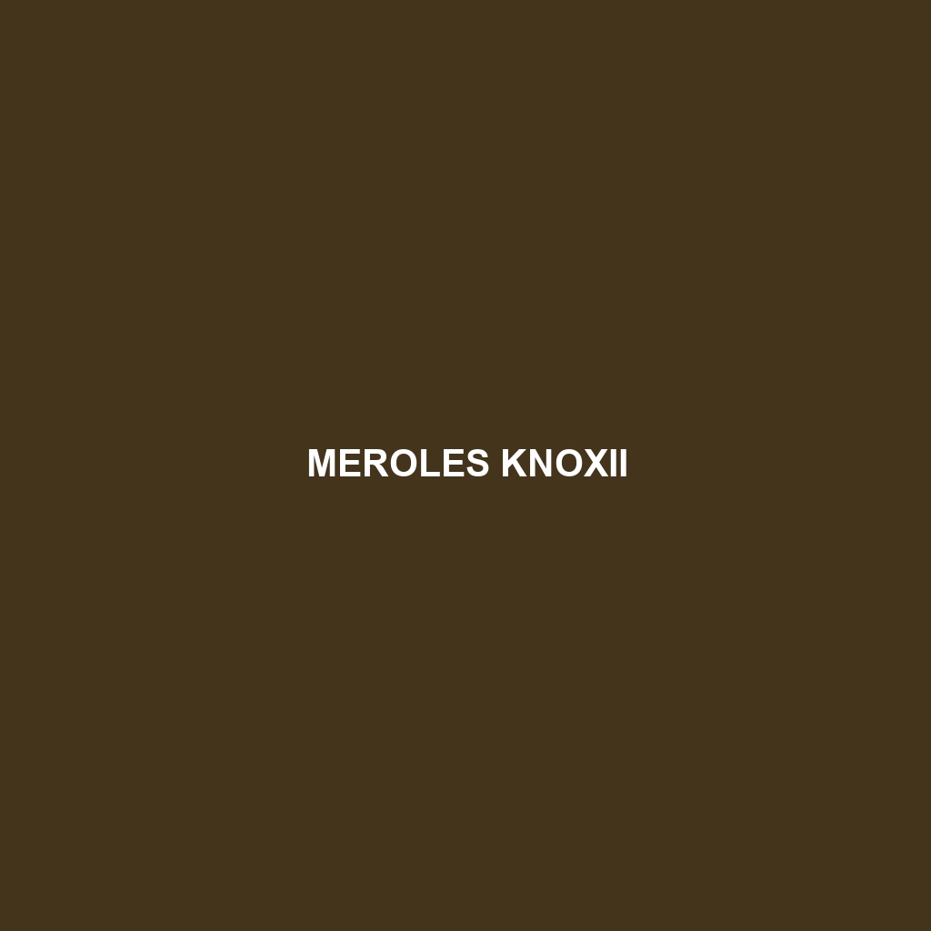 Meroles knoxii