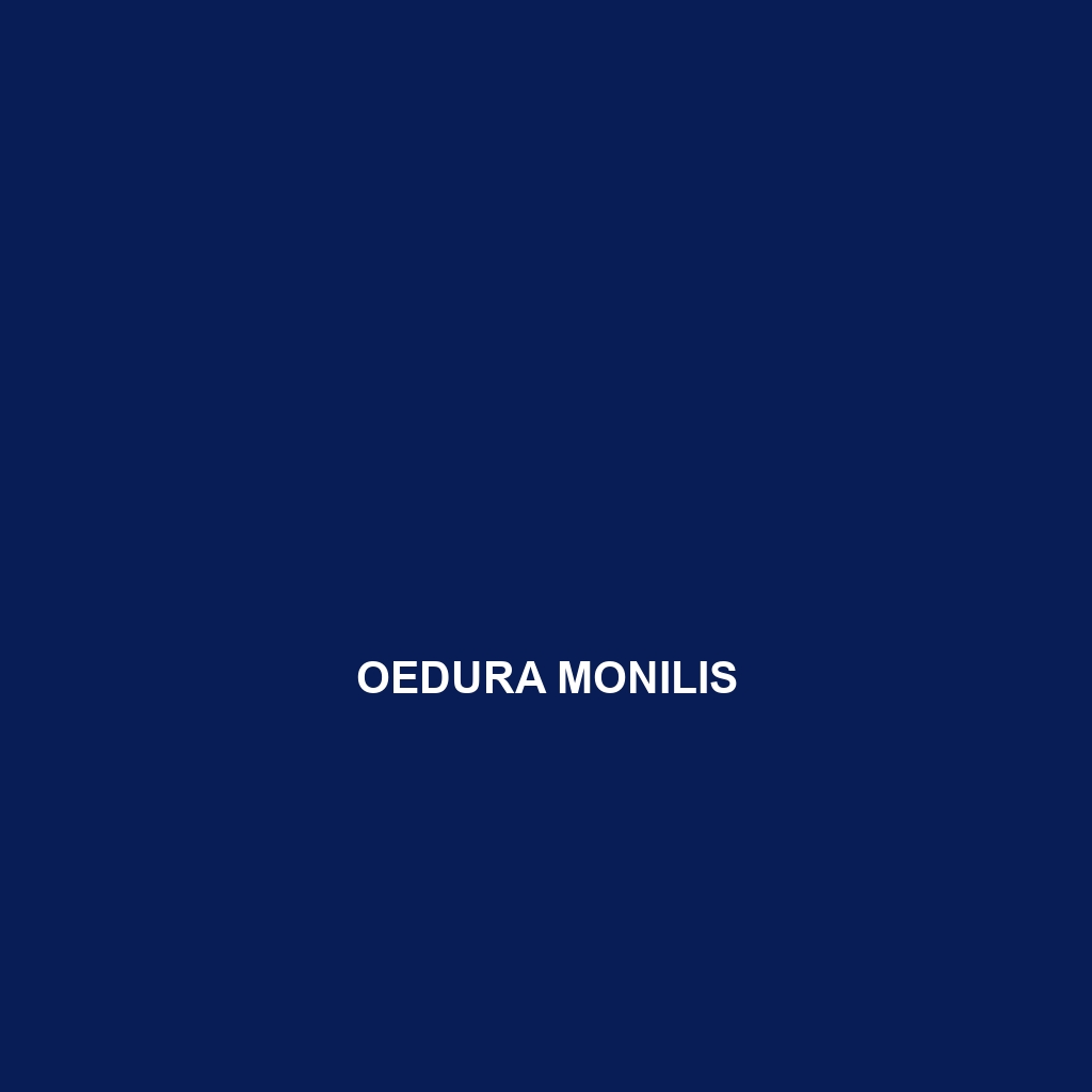 Oedura monilis