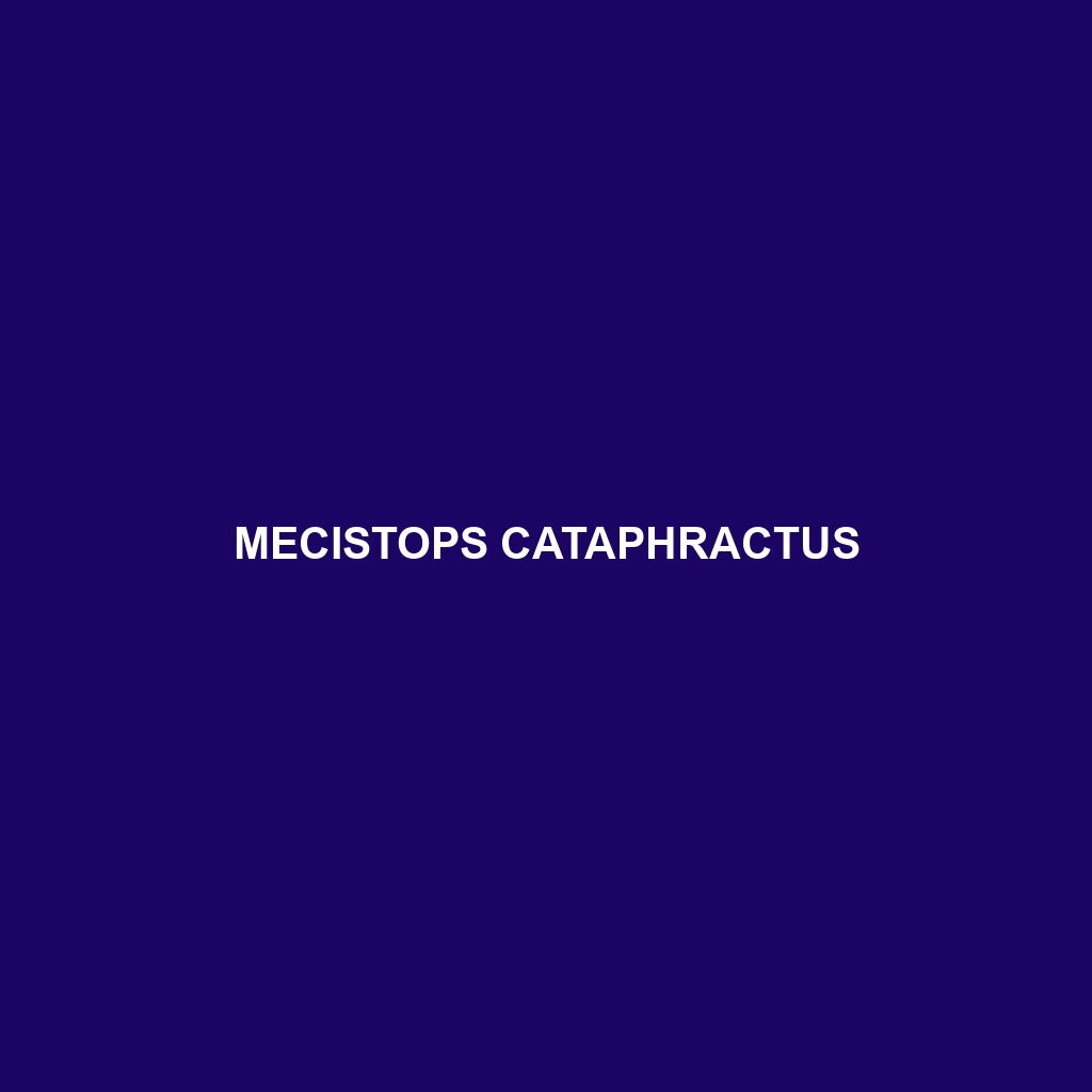 Mecistops cataphractus