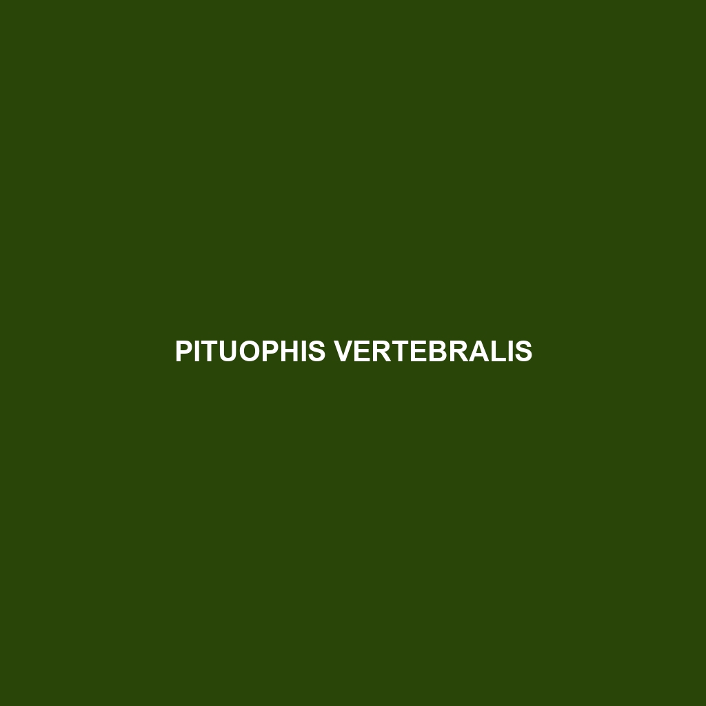 Pituophis vertebralis