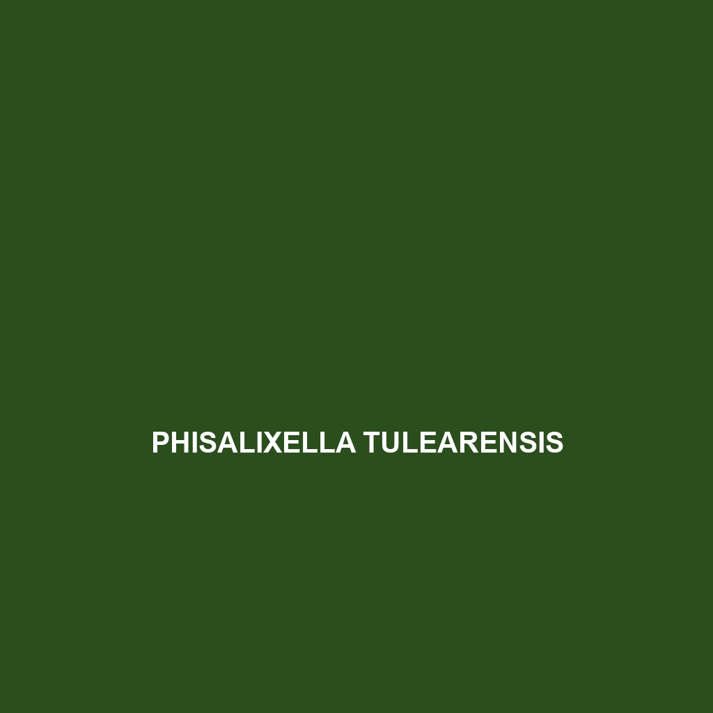 Phisalixella tulearensis