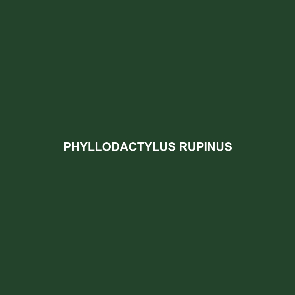 Phyllodactylus rupinus