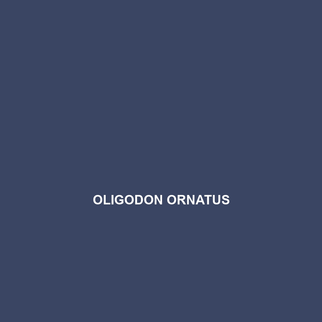 Oligodon ornatus