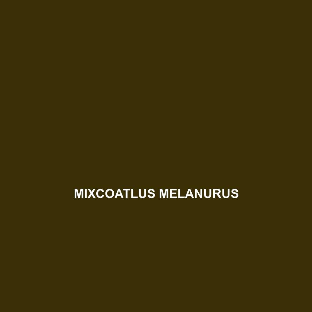 Mixcoatlus melanurus