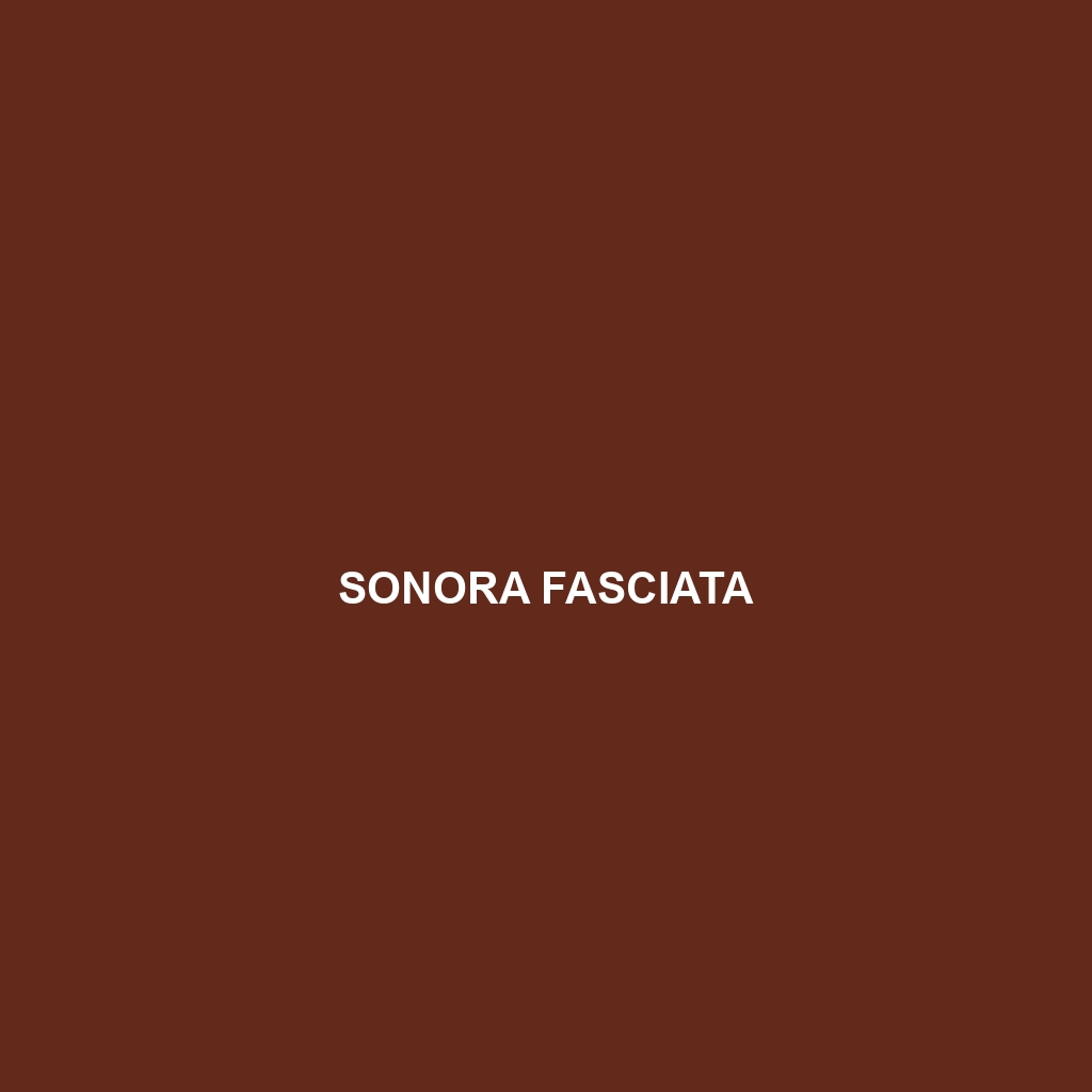 Sonora fasciata